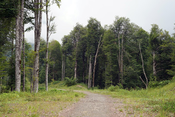 landscape, mountain, nature, forest, mountains, sky