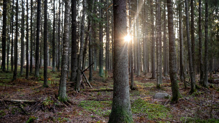 Ray of light wading through the green forest.