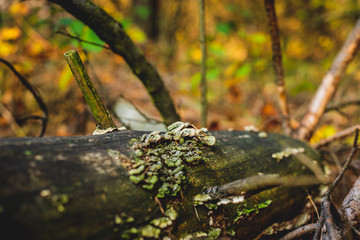 Lichen on a tree. The concept of walking in the woods, breathing fresh air. Peace and quiet in the forest.