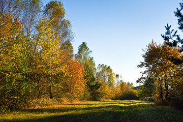 Meadow and forest in the autumn afternoon