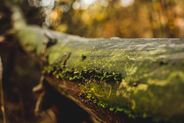 Lichen on a tree. The concept of walking in the woods, breathing fresh air. Peace and quiet in the forest.