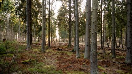 Fototapeta premium Natural forest of spruce and deciduous forest.