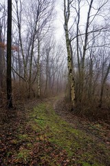 Obraz premium Fog in the Forest