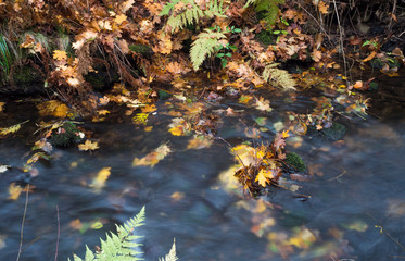 Long exposure magic forest stream creek in autumn with stones, moss, ferns and colorful fallen leaves and trees in luzicke hory lusitian mountain in czech republic