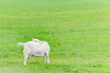 White goat grazing in the field