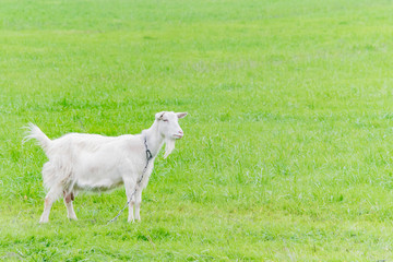 White goat grazing in the field