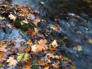 Colorful fallen autumnal leaves in long exposure water of forest stream creek in autumn with stones and moss in luzicke hory lusitian mountain in czech republic