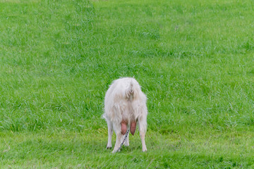 Naklejka na ściany i meble White goat grazing in the field