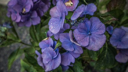 blaue Hortensie
