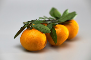 Tangerines with leaves on a light background