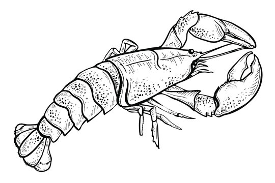 sketch illustration of lobster on white background. Fresh organic seafood. Hand drawn illustration