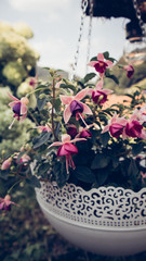 Fuchsie in H&auml;ngeampel