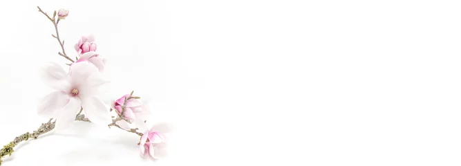 Wandaufkleber Schöne blühende Magnolie auf Zweig isoliert auf weißem Hintergrund mit Platz für Text - Hintergrundpanoramabanner lang © Corri Seizinger