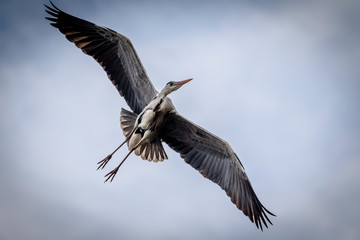 great blue grey heron in flight with huge spreaded wings and blue backgraound
