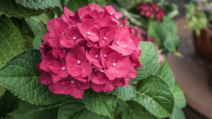 pinke Hortensie