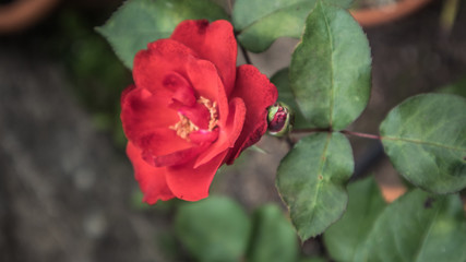 einfache rote Rose