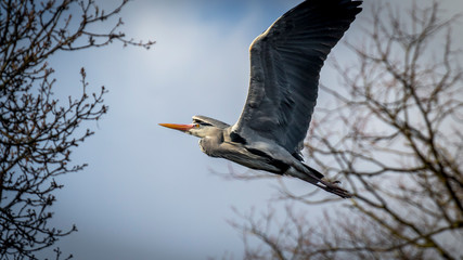 great blue heron in flight flying bird with blue sky background