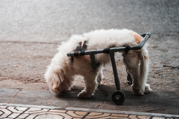 A small cute handicapped dog in a wheelchair paralyzed half way in the street looking down