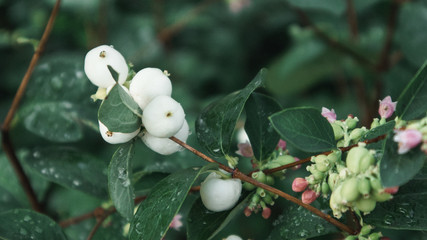 Schneeball Pflanze mit Frucht
