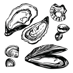 Graphic mussels, oysters and mollusk drawn in sketch style. Sea and ocean food isolated on white background. Ingredients for seafood menu.