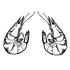 Sketch Vector vintage shrimp drawing. Hand drawn monochrome seafood illustration. 