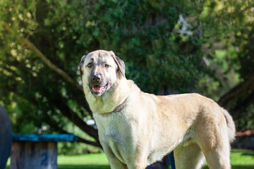 Dog wearing a halloween costume