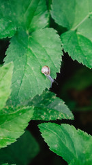 Schnecke auf Hortensienblatt