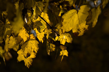 autumn colors: leaves and trees the colors are intense and nature is beautiful