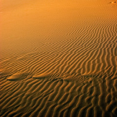 Dunes of Sahara (Zagora region, Morocco)