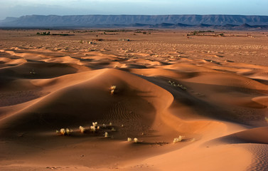 a little piece of the Sahara (Zagora region, Morocco) - obrazy, fototapety, plakaty