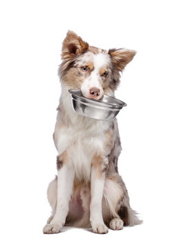 Naklejki dog holds a bowl for food in his teeth. healthy food for pets. B