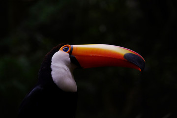 Naklejka premium Brazilian Toucan displaying colourful beak