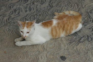 Close up shot of white -  orange cat