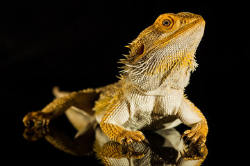 Agama bearded dragon reptile on black background