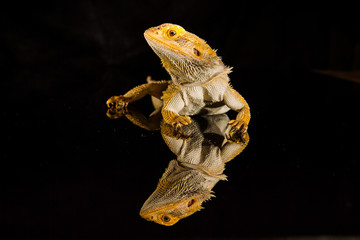 Agama bearded dragon reptile on black background