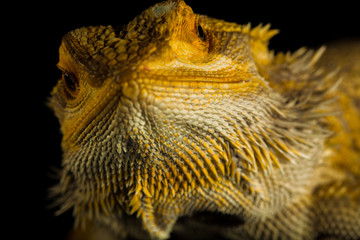 Agama bearded dragon reptile on black background