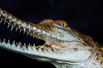 Obraz premium Krokodyl słodkowodny - rodzime zwierzę północnej Australii, studio