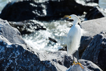 Egret standing on a rock with waves crashing around it