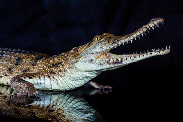 Fresh water crocodile - native animal in northern Australia, studio