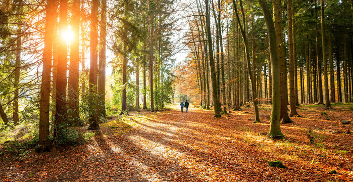 Two people walking in Silent Forest in autumn with beautiful bright golden sun rays