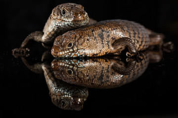 Pair of Cunningham skinks - Egernia cunninghami - skink species, Australia