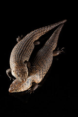 Pair of Cunningham skinks - Egernia cunninghami - skink species, Australia