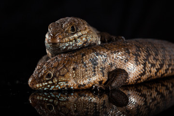 Pair of Cunningham skinks - Egernia cunninghami - skink species, Australia