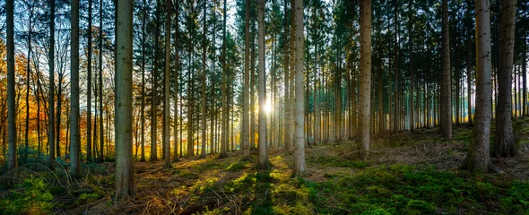 Silent Forest im Frühling mit schönen hellen Sonnenstrahlen © AA+W