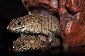 Pair of Cunningham skinks - Egernia cunninghami - skink species, Australia