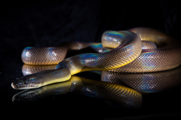 Single Rainbow Serpent Water Python - Liasis fuscus - isolated on black mirror