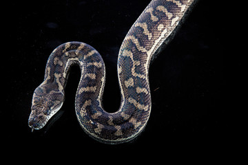 Royal Python, or Ball Python (Python regius)