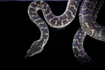 Royal Python, or Ball Python (Python regius)