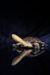 Australian eastern long-necked turtle in heavy rain on black mirror