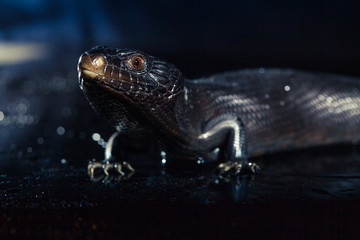 Black blue tongued lizard in wet dark shiny environement